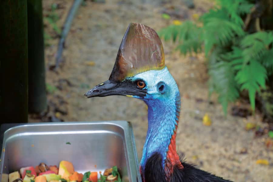 Friends in the Rainforest Package: Koala Gardens & Birdworld - Starting at Kuranda Koala Gardens