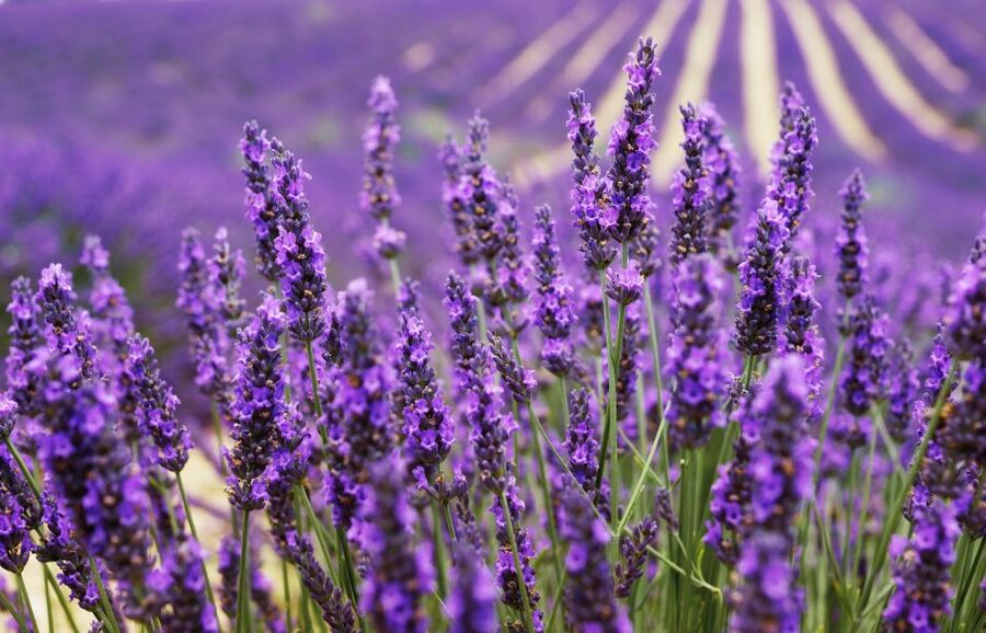 From Aix: Day Trip to Valensole Lavender Fields in Provence - Why Valensole Works as a Half-Day Trip