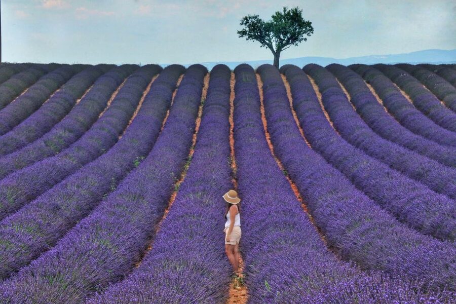 From Aix: Day Trip to Valensole Lavender Fields in Provence - Sunflowers, Photographs, and Free Time