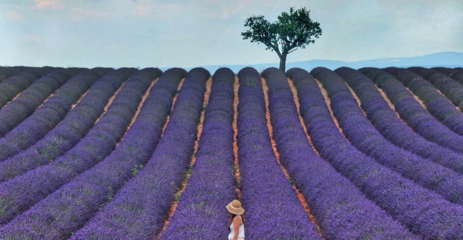 From Aix: Day Trip to Valensole Lavender Fields in Provence - Is $129 a Fair Price?