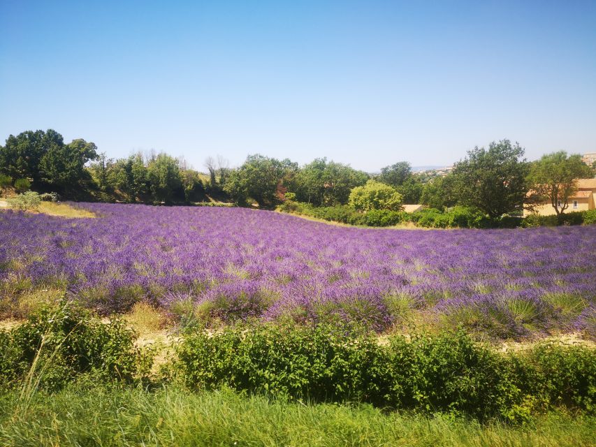 From Aix: Day Trip to Valensole Lavender Fields in Provence - Finding the Right Lavender Fields