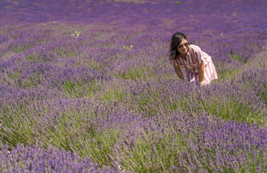 From Aix-en-Provence: Lavender Half Day Tour - Key points to know before booking