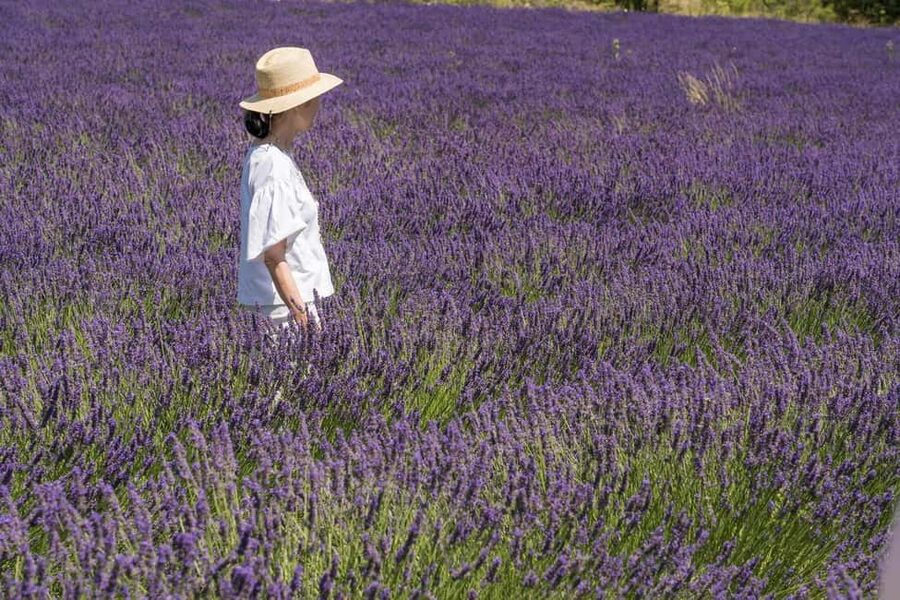 From Aix-en-Provence: Lavender Half Day Tour - What the $106 price includes