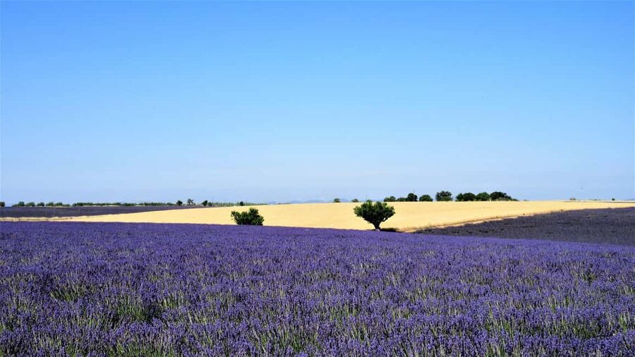 From Aix-en-Provence : Sunset Lavender Tour in Valensole - At a glance: the details that matter