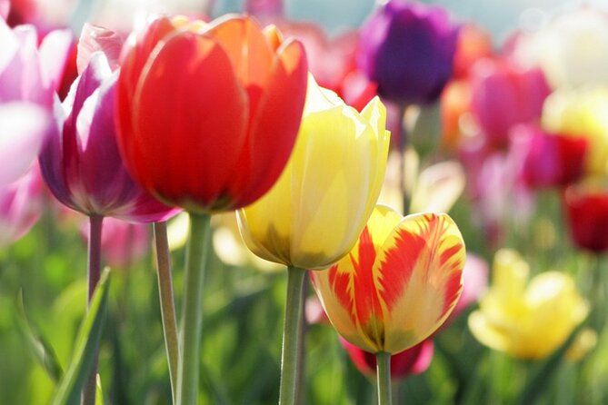 From Amsterdam: Keukenhof and Tulip Experience Tour - Where the tour can go wrong
