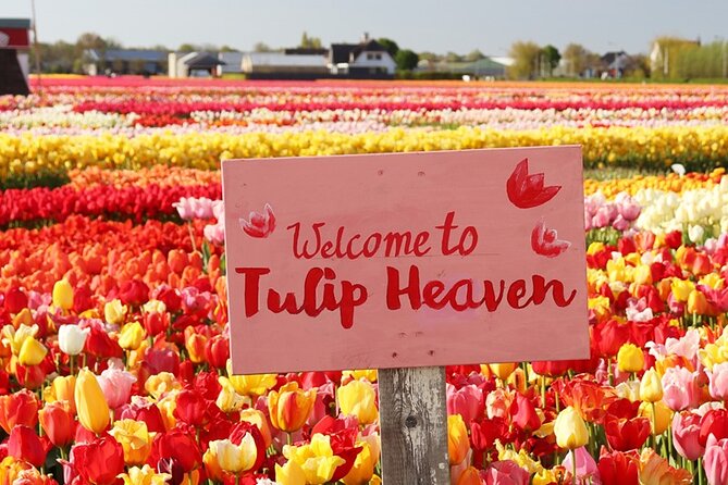 From Amsterdam: Keukenhof and Tulip Experience Tour - Meeting in Amsterdam and riding to the flower fields