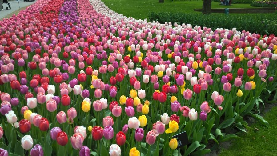 From Amsterdam: Keukenhof and Zaanse Schans Small Group Tour - Key points to know before booking