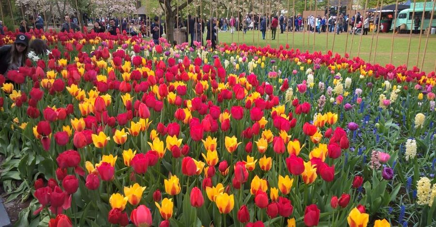 From Amsterdam: Keukenhof and Zaanse Schans Small Group Tour - Three hours among Keukenhof’s spring flowers