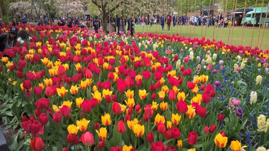 From Amsterdam: Keukenhof and Zaanse Schans Small Group Tour - The one-hour ride to Zaanse Schans