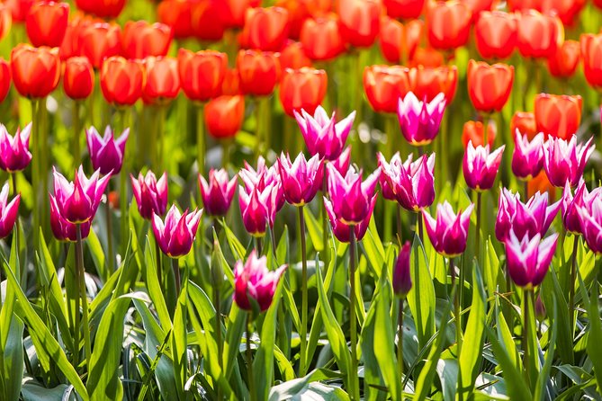 Keukenhof Gardens Ticket and Transfer