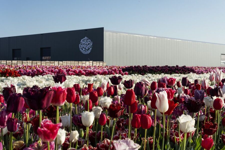 From Amsterdam: Keukenhof Gardens & Tulip Experience Tour - Small details that improve the day