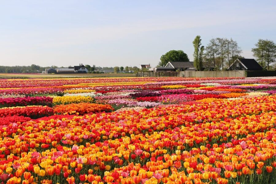 From Amsterdam: Keukenhof Gardens & Tulip Experience Tour - Why this combination works