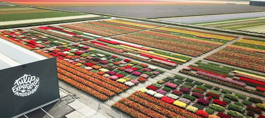 From Amsterdam: Keukenhof Gardens & Tulip Experience Tour - The ten-minute ride to Keukenhof