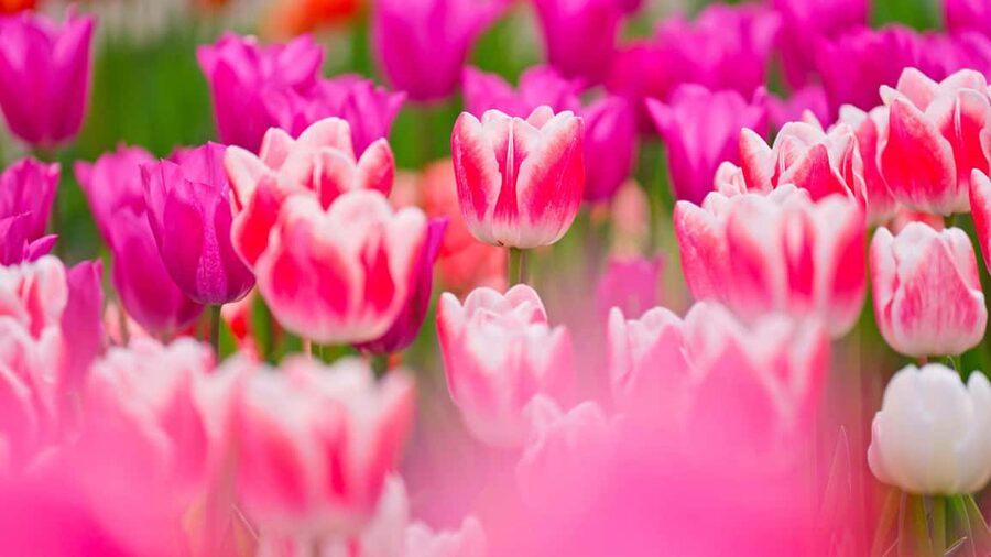 From Amsterdam: Keukenhof Ticket with Transfer - Finding the coach at Amsterdam Central Station