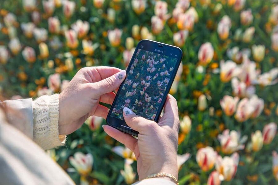 From Amsterdam: Keukenhof Ticket with Transfer - Choosing the right week for flowers