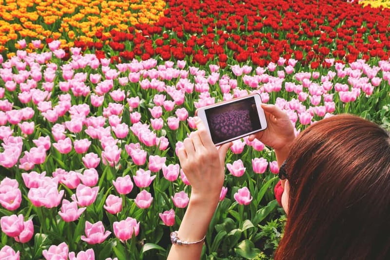 From Amsterdam: Keukenhof Tulips, Windmills & Volendam - Key points at a glance