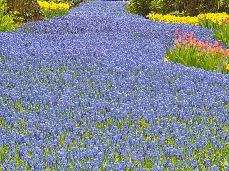 From Amsterdam: Keukenhof Tulips, Windmills & Volendam - Zaanse Schans after the crowds