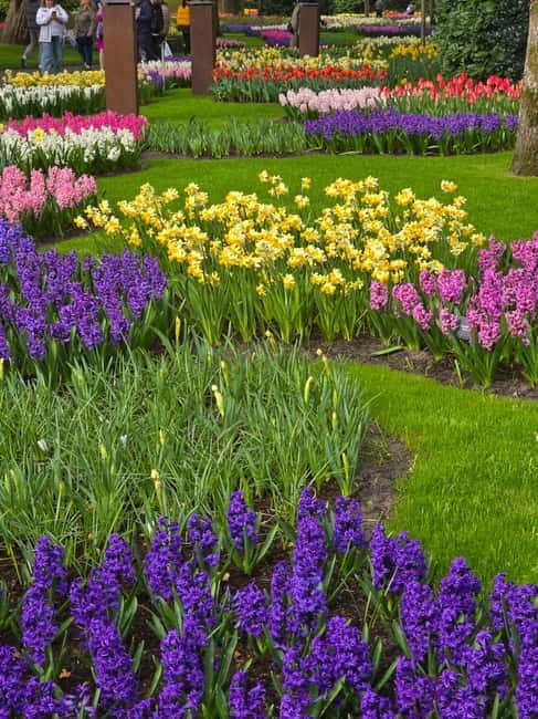 From Amsterdam: Keukenhof Tulips, Windmills & Volendam - Is $199 a fair price?