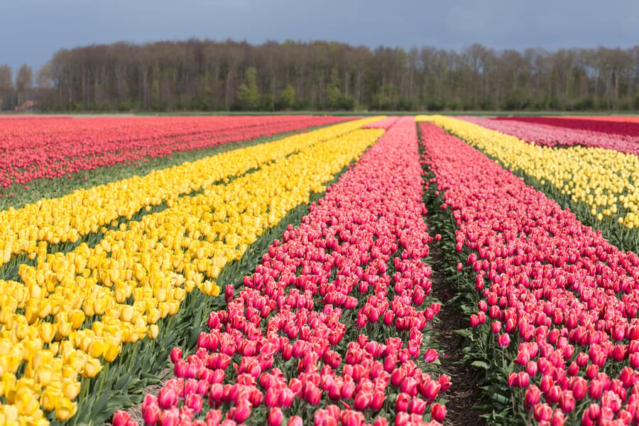 From Amsterdam: take the famous Tulip route tour - Key points at a glance