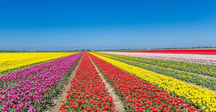 From Amsterdam: take the famous Tulip route tour - Why the Noordoostpolder makes this trip different