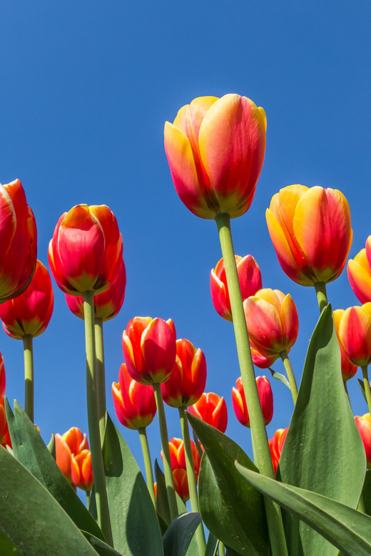 From Amsterdam: take the famous Tulip route tour - Coffee, tea, and a local biscuit at 10:15 AM