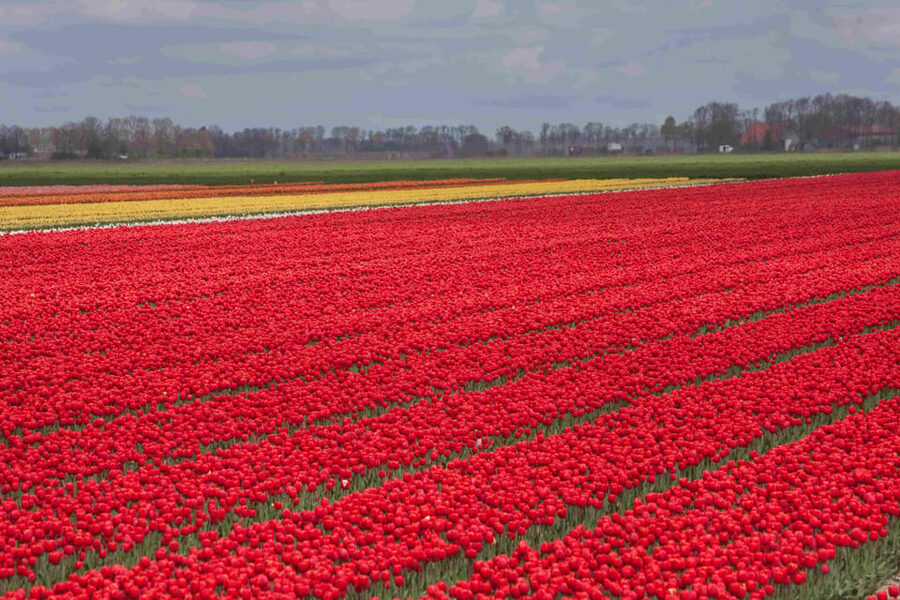 From Amsterdam: take the famous Tulip route tour - The Tulip Experience Field from 2:00 PM