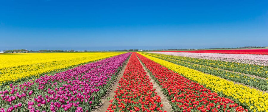 From Amsterdam: take the famous Tulip route tour - The 9:00 AM transfer from Amsterdam