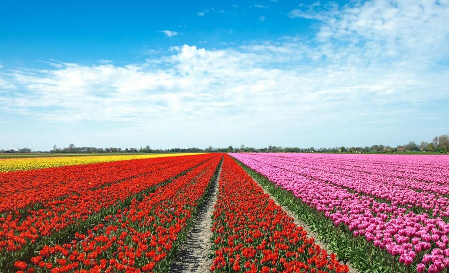From Amsterdam: Tulip Fields of Holland Tour - Key details at a glance