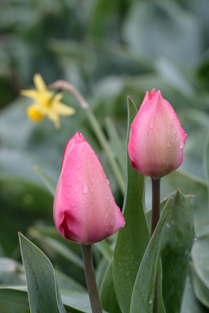 From Amsterdam: Tulip Fields of Holland Tour - Lisse photo stop: wide views and seasonal color