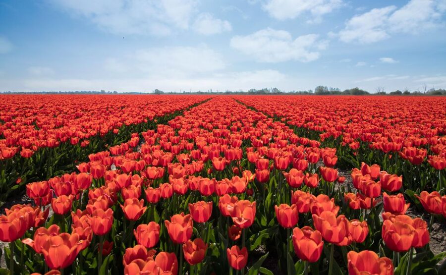 From Amsterdam: Tulip Fields of Holland Tour - Coffee, tea, and Dutch apple pie