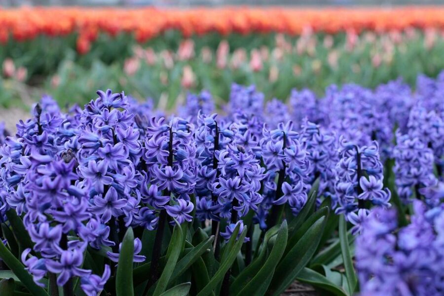 From Amsterdam: Tulip Fields of Holland Tour - Voorhout photo stop and the ride back