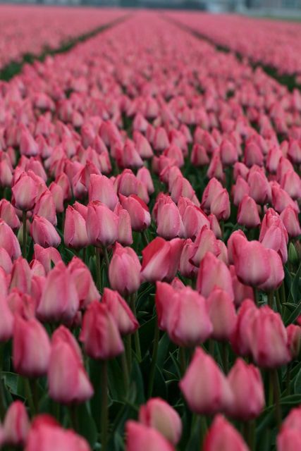 From Amsterdam: Tulip Fields of Holland Tour - Who should book this experience?