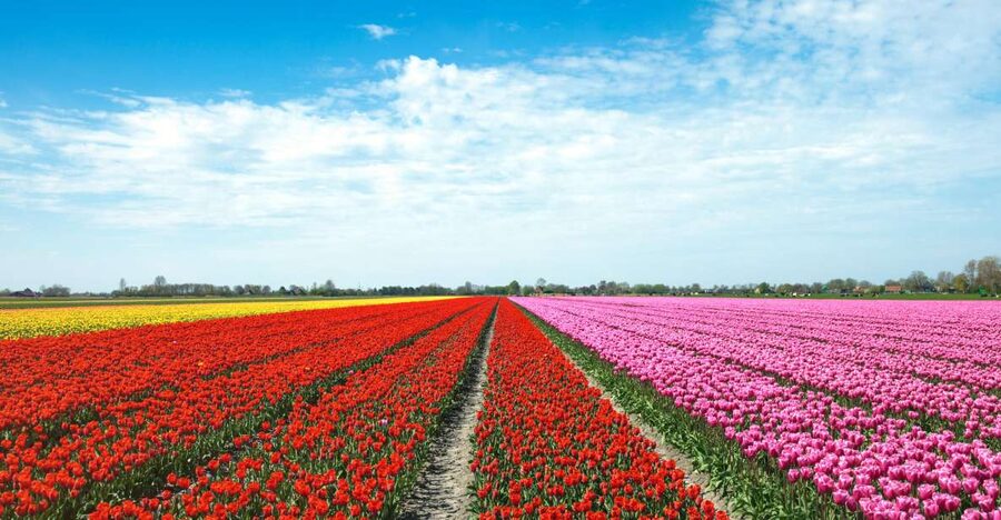 From Amsterdam: Tulip Fields of Holland Tour - Should you book the tulip fields tour?