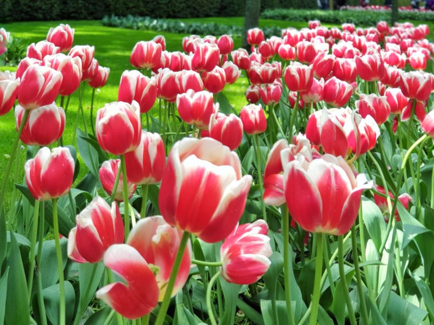 From Amsterdam: Tulip Tour Keukenhof & City Tour Delft - Why Pair Keukenhof With Delft?