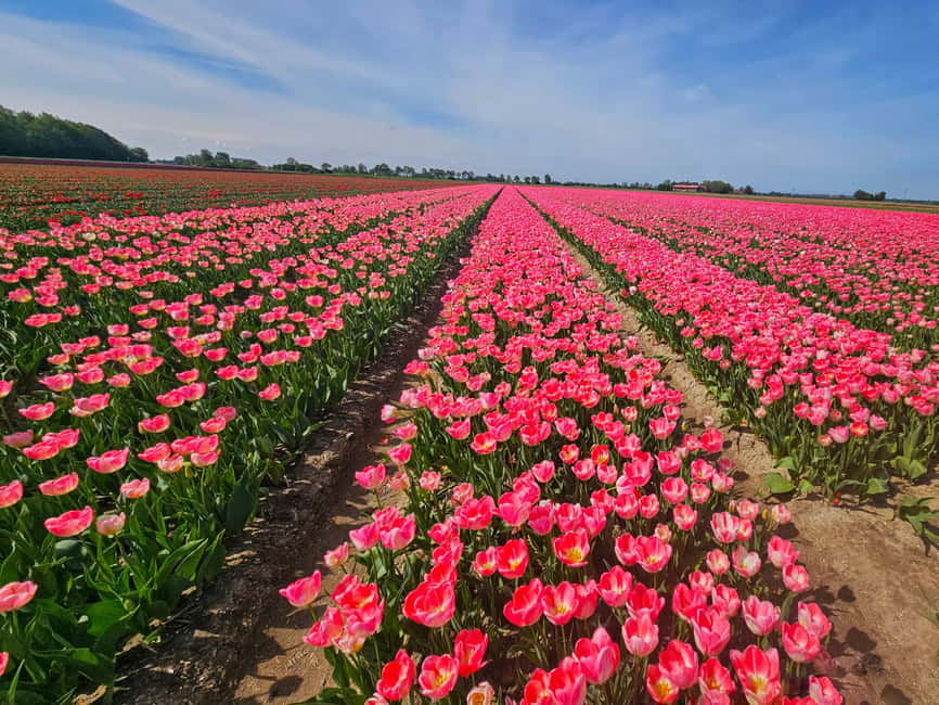 From Amsterdam: Tulip Tour Keukenhof & City Tour Delft - Keukenhof Before Noon: The Main Event