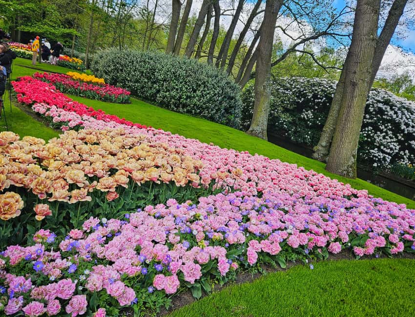 From Amsterdam: Tulip Tour Keukenhof & City Tour Delft - Making The Most Of Your Two Hours