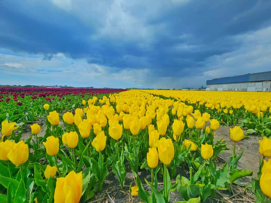 From Amsterdam: Tulip Tour Keukenhof & City Tour Delft - How Much Guiding Should You Expect?