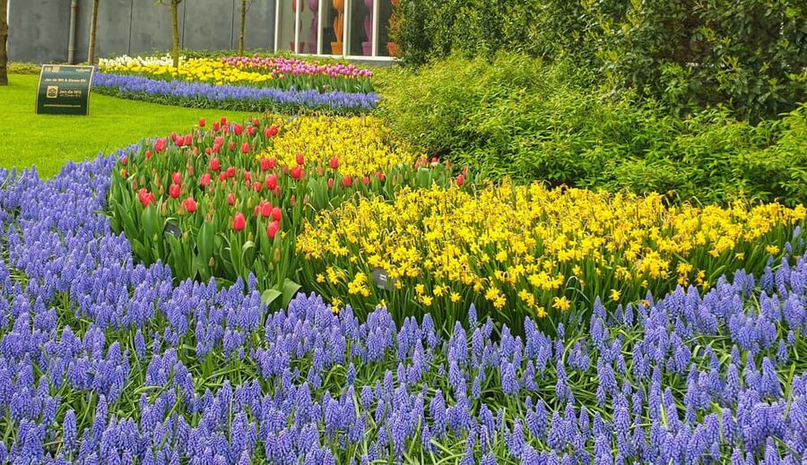 From Amsterdam: Tulip Tour Keukenhof & City Tour Delft - Starting From Central Amsterdam