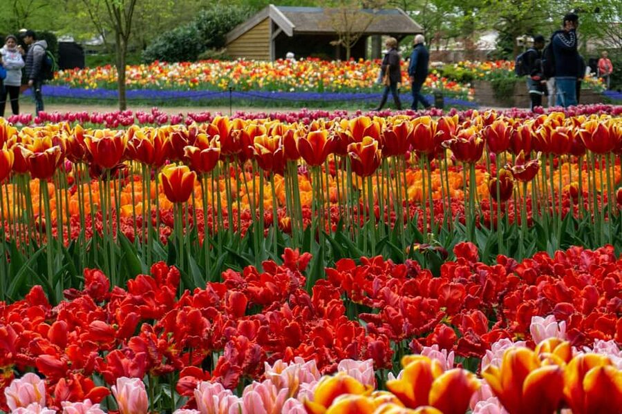 From Amsterdam: VIP Keukenhof Tulip Tour with Private Driver - The Dutch windmill photo stop