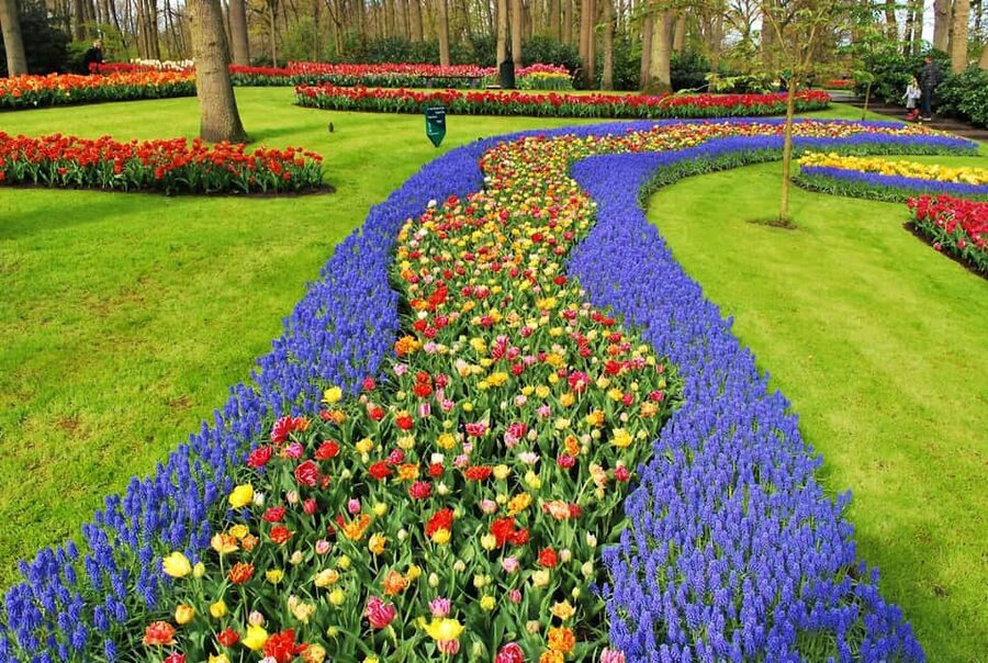From Amsterdam: VIP Keukenhof Tulip Tour with Private Driver - A hands-on indoor tulip activity