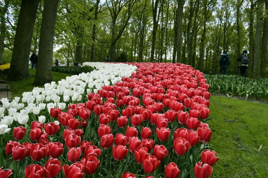 From Amsterdam: VIP Keukenhof Tulip Tour with Private Driver - Who should book this Keukenhof tour?