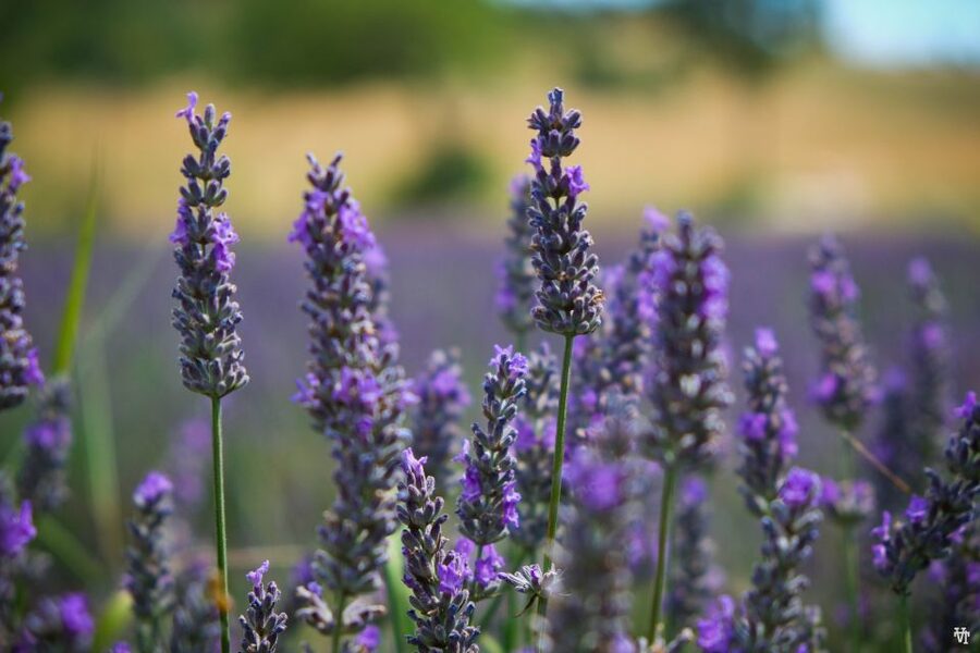 From Avignon: Lavender Fields & Luberon Village Guided Tour - Who Should Book This Provence Day Trip?