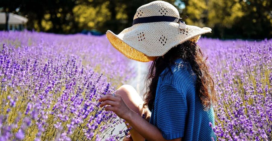 From Avignon: Lavender Fields & Luberon Village Guided Tour - Transport, Walking, and the Pace of the Day