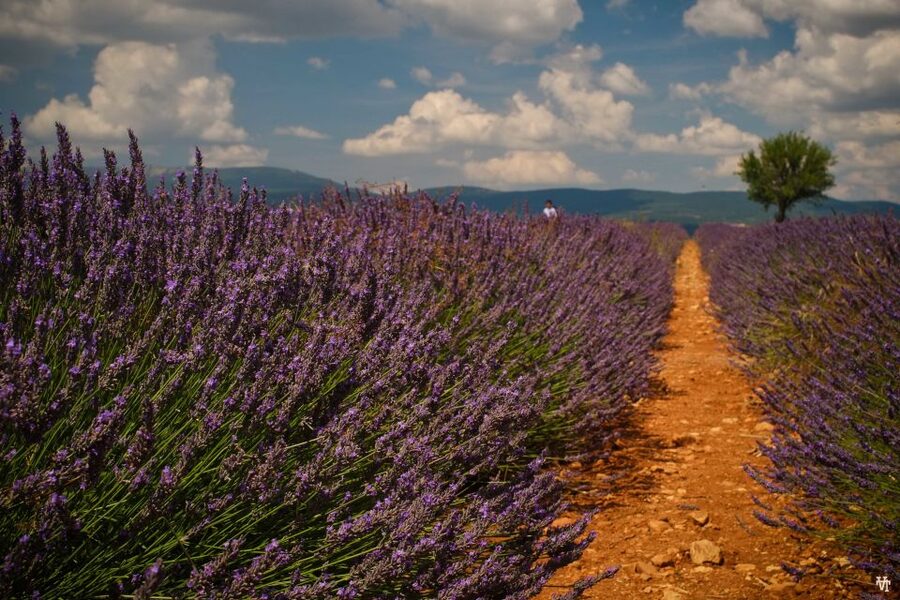 From Avignon: Lavender Fields & Luberon Village Guided Tour - Sénanque Abbey and the Classic Provence View