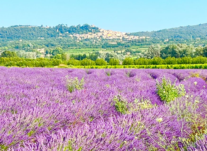 From Avignon: Lavender Tour around Valensole or Sault - Key points at a glance