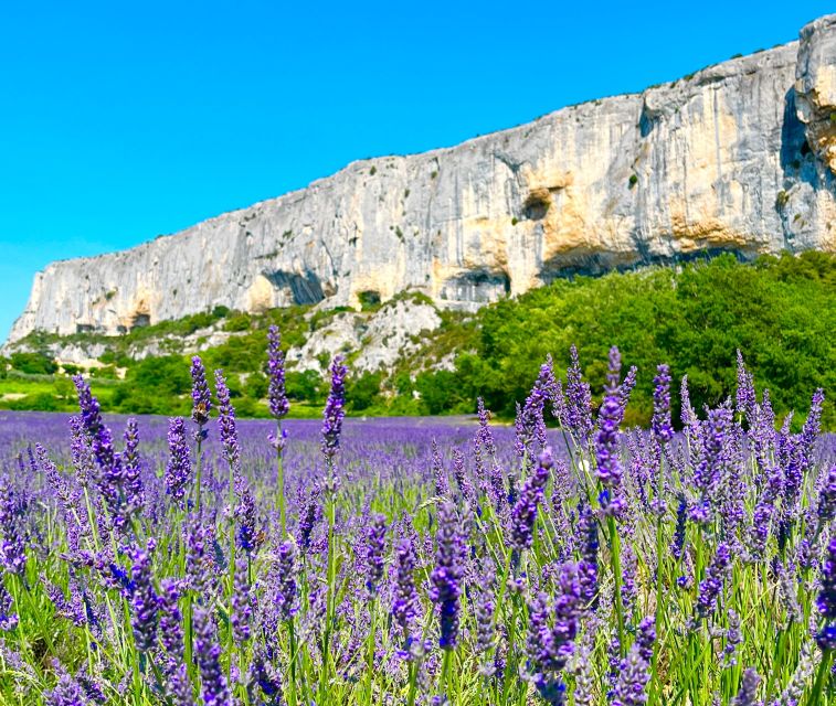 From Avignon: Lavender Tour around Valensole or Sault - Choosing between Valensole and Sault