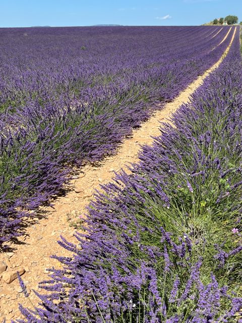 From Avignon: Lavender Tour around Valensole or Sault - A picnic that improves the day