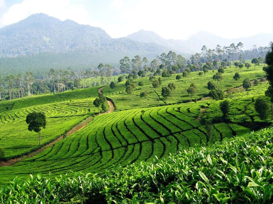 From Bandung: Tea Plantation and Botanical Garden Tour - Choosing the road wisely