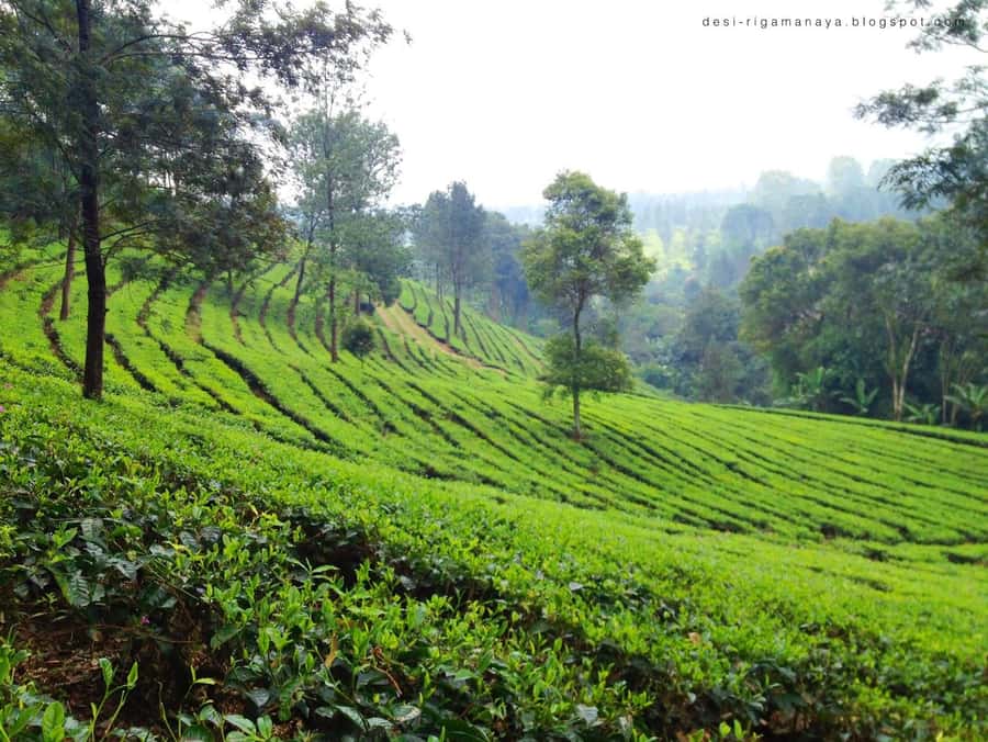 From Bandung: Tea Plantation and Botanical Garden Tour - Who should choose this private day trip