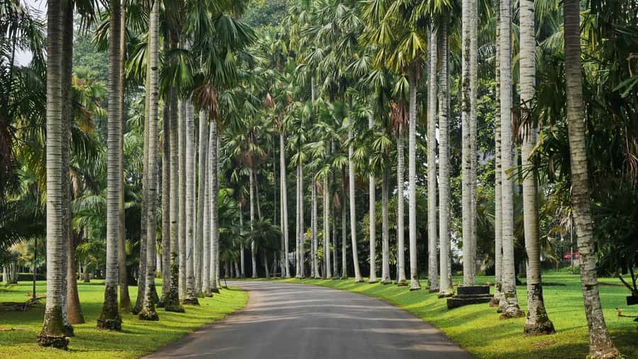 From Bandung: Tea Plantation and Botanical Garden Tour - Leaving Bandung at 6 AM for Puncak